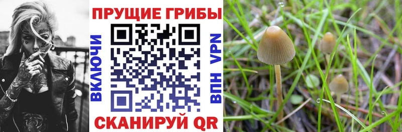 Псилоцибиновые грибы Cubensis Игарка
